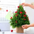 Small Christmas tree with red carnations and berries in a burlap pot.