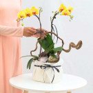 Yellow orchids in a cream box with a dark ribbon, decorated with branches and a succulent.