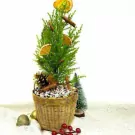 Mini Christmas pine tree in woven basket with dried orange slices, cinnamon sticks, and pinecone.