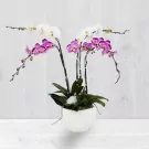 White and pink orchids in a white pot, with green leaves.