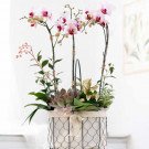 Orchid basket with pink and white phalaenopsis orchids and succulents.