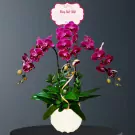 A magenta orchid plant in a white pot with a "Happy Birthday" sign.