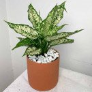 Aglaonema Silver Bay plant in a terracotta pot with white pebbles.
