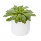 A green succulent plant in a white pot, isolated on a white background.