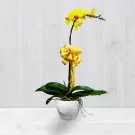 Yellow orchid in a white pot with a yellow bow against a light background.