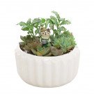 Miniature succulent garden in a white ceramic pot with a small cat figurine watering plants.