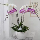 White and pink orchids in a white pot.