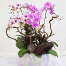Pink and purple orchids in a pearlescent pot with decorative branches.
