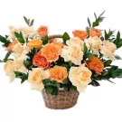 Basket of peach and orange roses with green foliage.