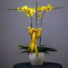 Yellow orchids in a white pot with a gold ribbon, a gift for prosperity and good luck.