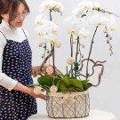 White orchids in a wire basket with decorative balls and a woman arranging them.