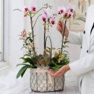 Orchid basket with pink phalaenopsis orchids and succulent plant.