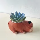 Chubby bulldog planter with a blue-green succulent and white pebbles.