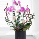 Purple orchids in a black box with decorative woven balls and branches.
