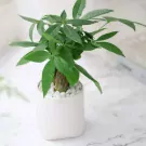 Money tree plant in a white pot with white pebbles.
