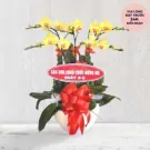 Yellow orchid plant with "Happy Mother's Day" message and red bow in a white pot.