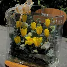 A clear flower box filled with yellow tulips and greenery, tied with a sheer ribbon bow.