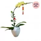 Yellow orchids in a white patterned pot with a red lantern ornament.
