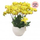 Pot of yellow orchids with a yellow ribbon, in a white pot.