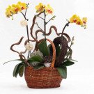 Yellow orchids in a wicker basket with decorative branches and succulents.