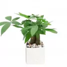 Small green money tree plant in a white square pot with braided trunks and decorative stones.