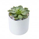 Green succulent in a white round pot with gravel.