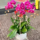 Pink orchids in a white pot with green leaves and red bows.