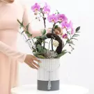 A beautiful orchid arrangement in a striped box with a tassel.