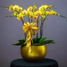 A pot of yellow orchids with a gold bow and green leaves.