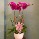 Three deep purple orchids in a white pot with a pink ribbon.
