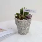Small succulent garden in a textured pot with a "Happy Teacher's Day" banner.