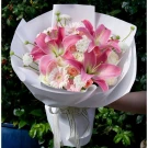 Ivory Lily - standard