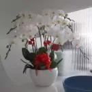 White Phalaenopsis orchid plant in a white pot with red ribbon accents.