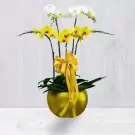 Yellow and white orchids in a gold pot with a yellow bow.