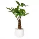 Braided money tree with green leaves in a white jar-shaped pot with white pebbles.