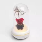 Red rose preserved under glass dome with dried flowers on illuminated diffuser base.