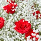 Red roses and baby's breath in a bouquet.