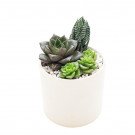 Arrangement of succulents including Echeveria, Haworthia, and smaller rosette succulents in a white pot.