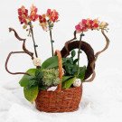 Orchid basket with red orchids, succulents, and decorative branches on a white background.