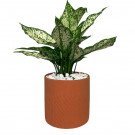 Green and white speckled plant in a terracotta pot with white pebbles.
