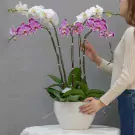 A woman tends to a white pot filled with blooming white and pink orchids.