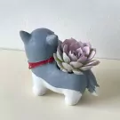 Cute grey and white husky dog planter with a pink succulent.
