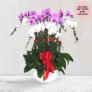 Orchid arrangement with white and purple blooms in a white pot, adorned with red ribbons.