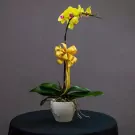 Yellow orchid with a golden bow in a white pot on a black table.
