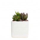 A white square pot with three small succulents and gravel.