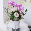 Purple orchids in a striped box with decorative balls and a succulent.