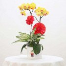 cơ bản