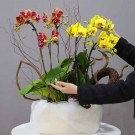 Red and yellow orchids in a white box with decorative branches, hands arranging flowers.