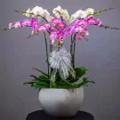 White and purple orchids in a white pot with a silver bow.