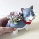 A gray and white husky planter holding a succulent, with a red collar.